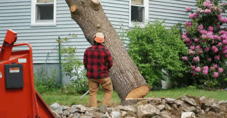 Tree Removal Service Near Me: Your Guide to Safe and Reliable Tree Removal